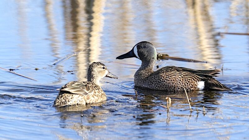 North Dakota Outdoors: Explaining 2025 waterfowl hunting regulations